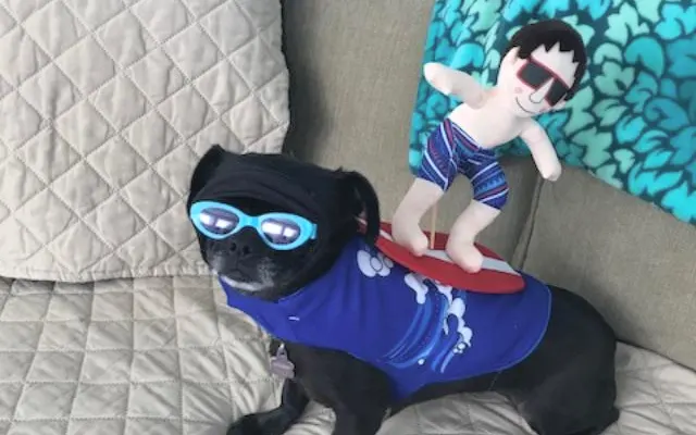 Dog Friendly BEACHBLOCK
