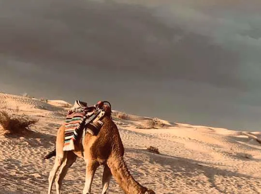 Notti da sogno accanto alle dune