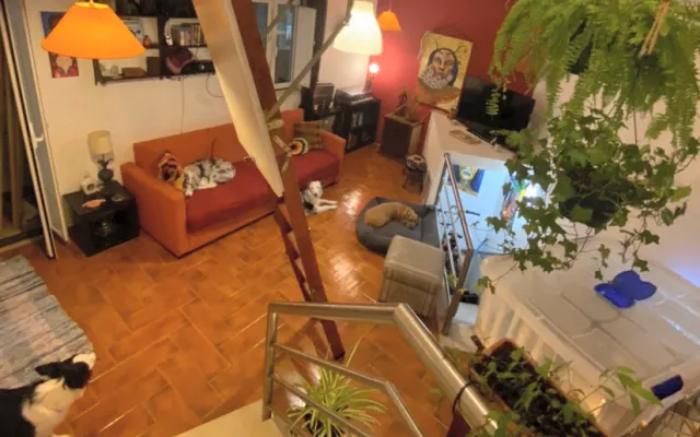 Apartamento de artista , con muchas plantas y 4 perros