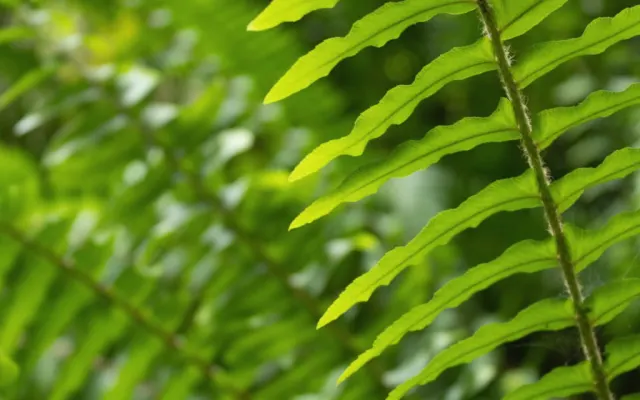 Jardin et forêt de LUCULUC