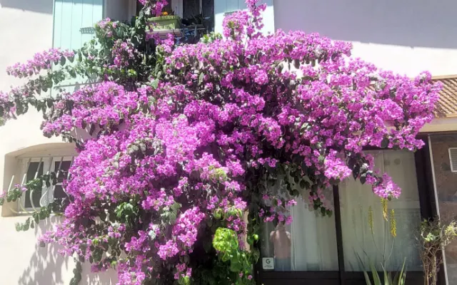 A casa das andorinhas