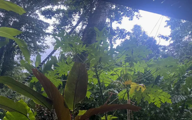Cúpula transparente no topo de uma árvore gigante. Experiência de uma...