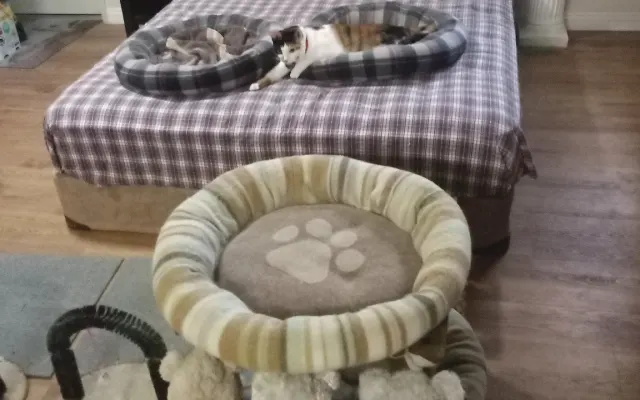 amor fixe e diversão no paraíso dos gatinhos perto da disneylandia