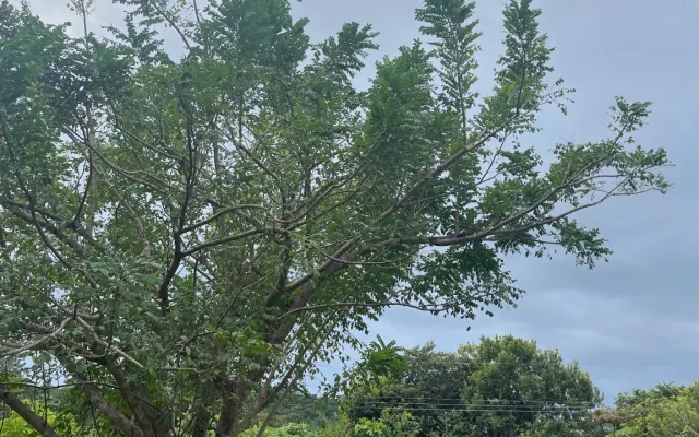 Healing beach house NANAI, a place to rest, garden and find yourself.