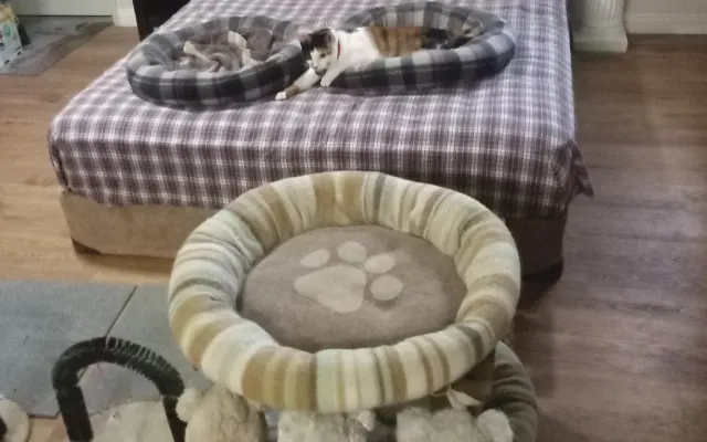 godetevi l'amore e il divertimento nel paradiso dei gatti vicino a...