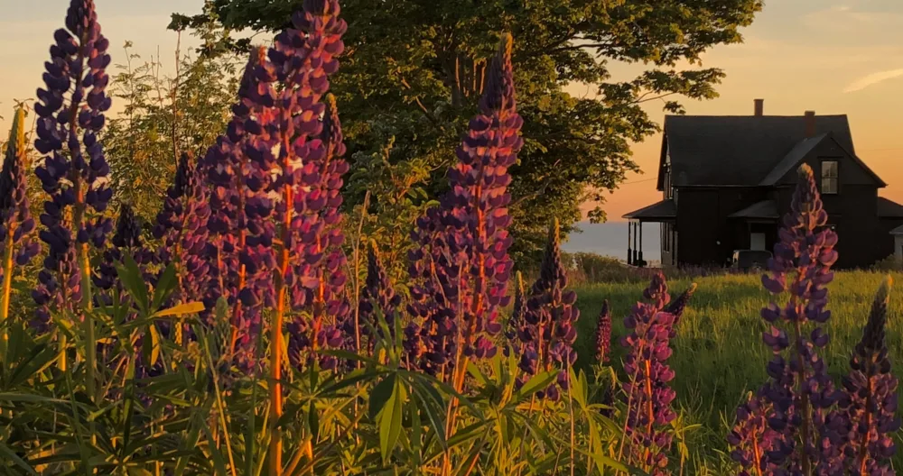 Scenic PEI Farmhouse - Picture 1