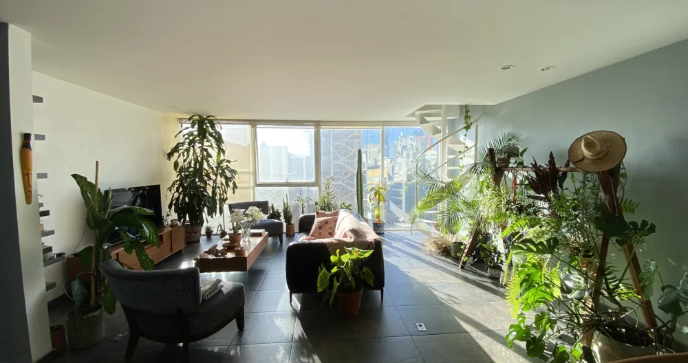 Anúncio de Jocélio em misterb&b - vista parcial de la sala con muchas plantas y luz natural por el día
