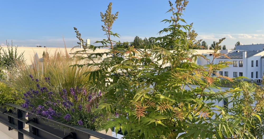 Anuncio de Julien en misterb&b - Wonderful quiet rooftop terrasse