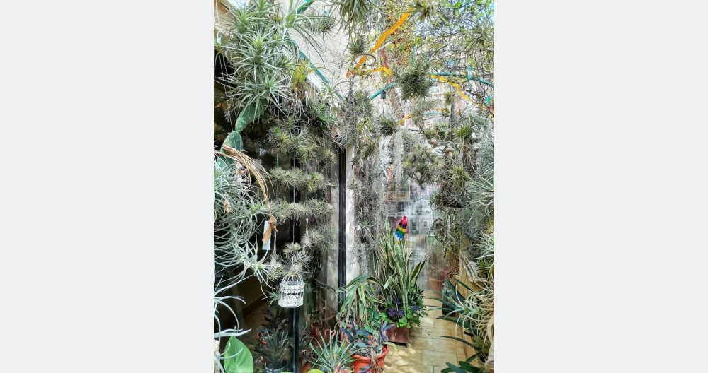 Juan's listing on misterb&b - "A hidden botanical oasis with over 400 air plants... a spaceto breathe and disconnect"